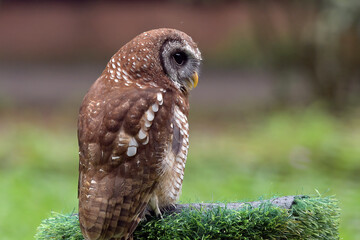 Fototapeta premium Portrait of a tawny owl