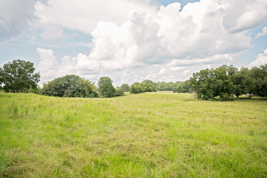 Expansive green field with scattered trees under a cloudy sky