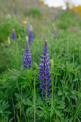 Purple lupine flowers in a green meadow during springtime.
