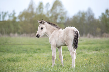 Obraz premium White Foal Standing in a Green Pasture