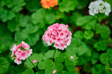 Close-up view of pink Geranium blooming in garden