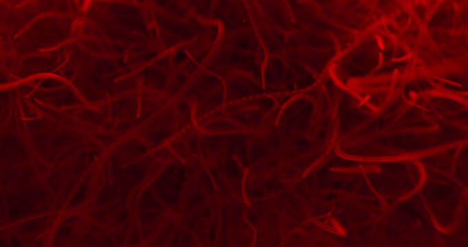 Parasitic Worms Floating And Wiggling In Water With Red Light. closeup shot