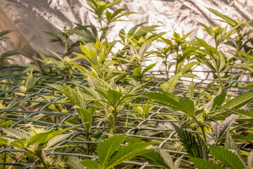 female blossom marijuana SoG Sea of Green net hemp cultivation technique Growing pot indoor bloom stage growth Medical