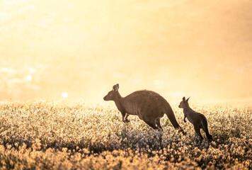 Kangaroo and Joey in Kangaroo Island