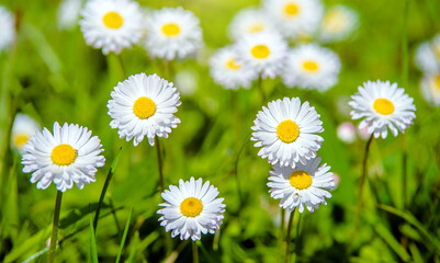 White small daisies blooming on grass background