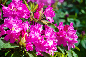 pink rhododendron blooms in the Botanical garden
