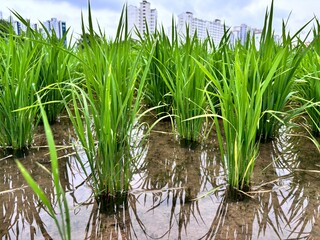 Fototapeta premium rice farming