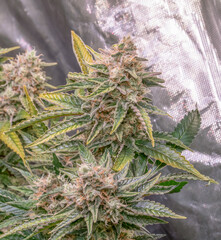 female blossom marijuana SoG Sea of Green net hemp cultivation technique Growing pot indoor bloom...
