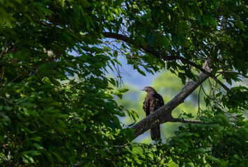European Honey Buzzard (Pernis apivorus) raptor bird perching on tree branch.