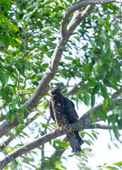 European Honey Buzzard (Pernis apivorus) raptor bird perching on tree branch.
