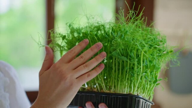 Womans Hand Caressing Microgreens in Home Kitchen