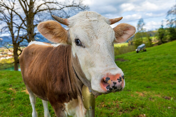 Fototapeta premium Kuh - Allgäu - niedlich - süß - Kälbchen - Weide