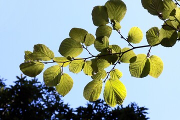 green leaves of Hamamelis vernalis tree at spring