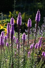 Obraz premium Purple flowers of Liatris spicata plant in the garden