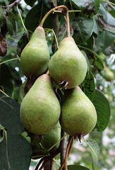 growing pears fruits in an orchard  close up