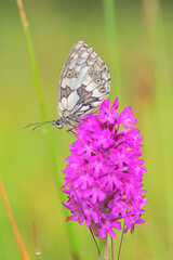 Butterfly perched on a fuchsia flower on an intense green natural background