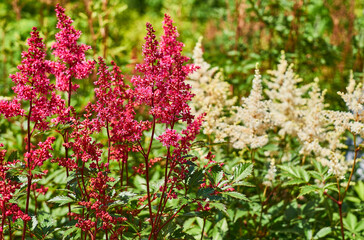 Obraz premium Summer.Garden decorative red white flower Astilbe japonica, Hotea Barbata