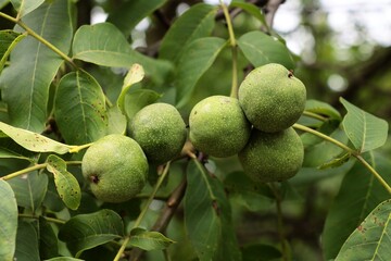 Walnut tree and growinggreen nuts in summer