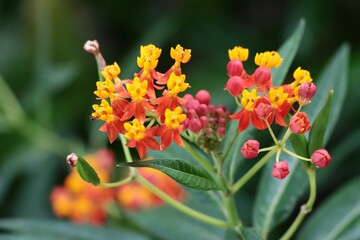 colorful flowers of Lantana Camara plant in summer close up