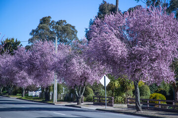 Street with bright pink flowering trees, spring in the city