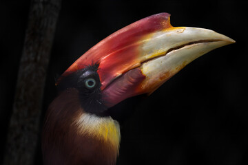 Rufous Hornbill - Buceros mindanensis, portrait of beautiful colored hornbill endemic to moist tropical forests of Philippines. © David