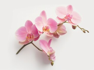 Naklejka premium Three pink flowers arranged on a white background