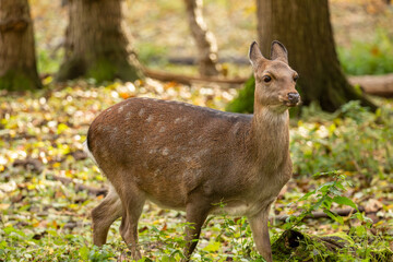 Nahaufnahme von einem Reh im Wald