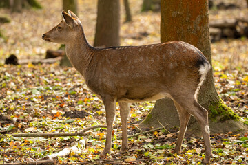 Nahaufnahme von einem Reh im Wald