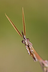 Empusa pennata