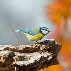 Blue Tit - Cyanistes caeruleus