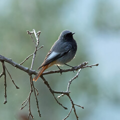 Black Redstart - Phoenicurus ochruros