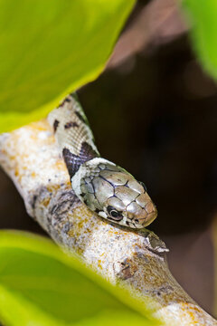 Natrix natrix