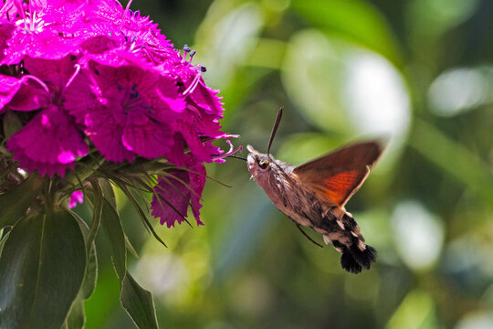 Macroglossum stellatarum