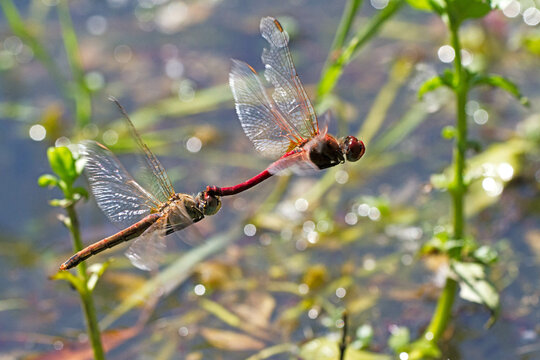 Sympetrum fonscolombii