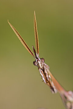 Empusa pennata