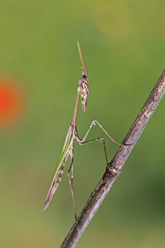 Empusa pennata