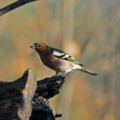 Chaffinch - Fringilla coeleb