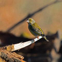 Greenfinch - Chloris chloris