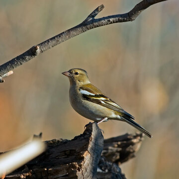 Chaffinch - Fringilla coeleb
