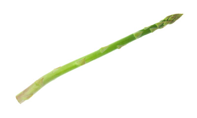 One fresh green asparagus stem isolated on white