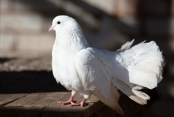 Portrait of a white dove on a farm