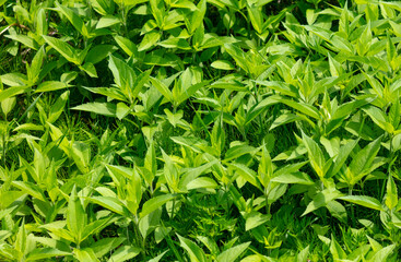 Green leaves on the bushes as a background