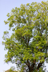 Green leaves on a tree in nature