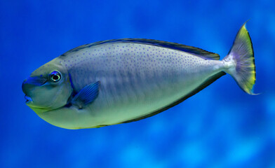 Tropical fish swimming in the aquarium. Beautiful colorful fishes in the aquarium