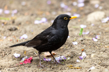 Obraz premium Portrait of a starling in the park