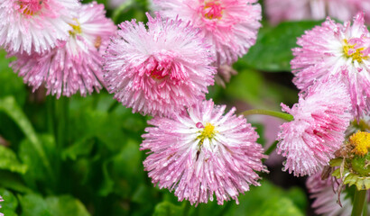 Pink daisies perennial flowers in water drops