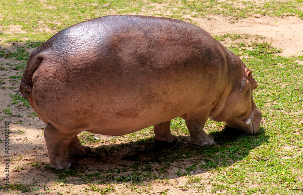 Sticker portrait of a hippopotamus in the zoo