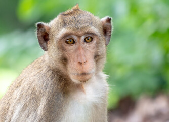 Monkey outdoors in a tropical park