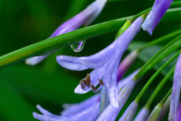 雨上がりの雫とアガパンサス20240702