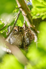 Waldkauz im Kastanienbaum bei Abendsonne